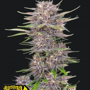 Banana Purple Punch Auto.png